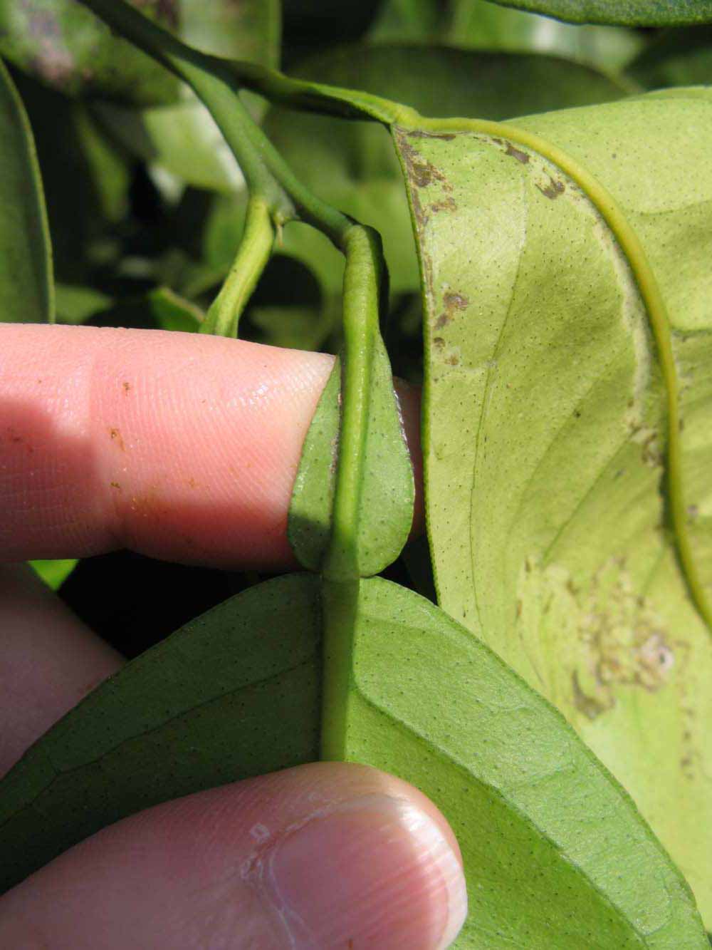              Petiole (Winter Haven, FL)       